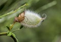 Fruits of Hairy-fruited broom, Cytisus striatus Royalty Free Stock Photo