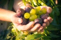 Fruits hands plums grapes light sun Royalty Free Stock Photo