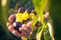 Fruits hands plums grapes light sun Royalty Free Stock Photo