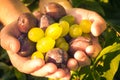 Fruits hands plums grapes light sun Royalty Free Stock Photo