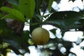 Fruits hanging on a fragrant nutmeg tree Royalty Free Stock Photo