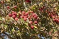 Fruits hanging on a Kousa Dogwood tree. Royalty Free Stock Photo