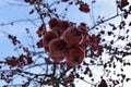Fruits hanging on a tree during winter