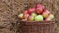 Fruits harvesting at fall. Apples in a basket.