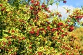 Fruits of the hawthorn (Crataegus monogyna) at the beginning of autumn Royalty Free Stock Photo