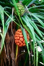 Fruits are heavy ball-shaped or cone like aggregates formed by the coalescence of ovaries from adjacent flowers