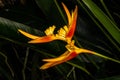 Heliconia Plant