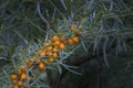 Fruits of Hippophae rhamnoides