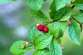 Fruits of a hollyberry cotoneaster, Cotoneaster bullatus