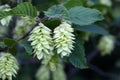 Fruits of the Hop Hornbeam