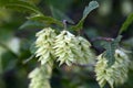 Fruits of the Hop Hornbeam Royalty Free Stock Photo