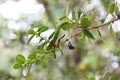 The fruits of Ilex cornuta branch