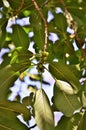 The fruits of Ilex paraguariensis growing in the park