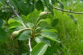 Fruits of immature pear on a branch of the tree