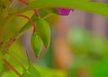 Fruits of Impatiens balsamina, balsam, garden balsam, rose balsam, spotted snapweed