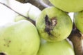 Fruits Infected by the Apple scab Venturia inaequalis Royalty Free Stock Photo