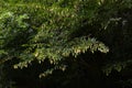 Fruits of Japanese hornbeam