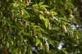 Fruits of Japanese hornbeam