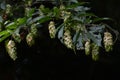 Fruits of Japanese hornbeam