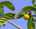 The fruits of the Japanese medlar ripen on the tree. Loquat Tree