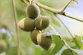 Fruits of a Japanese walnut Juglans ailantifolia Royalty Free Stock Photo