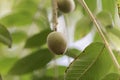 Fruits of a Japanese walnut Juglans ailantifolia