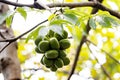 Fruits of a java olive tree, Sterculia foetida