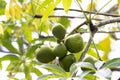 Fruits of a java olive tree, Sterculia foetida