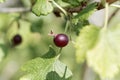 Fruits of a jostaberry bush Ribes nidigrolaria