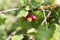 Fruits of a jostaberry bush Ribes nidigrolaria