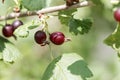 Fruits of a jostaberry bush Ribes Ã¯Â¿Â½ nidigrolaria