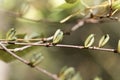 Fruits of a Katsura tree Cercidiphyllum japonicum Royalty Free Stock Photo