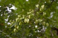 Fruits of a Koelreuteria paniculata Laxm