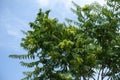 Fruits in the leafage of Ailanthus altissima against blue sky in July