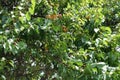 Fruits in the leafage of apricot in July