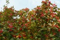 Fruits in the leafage of Sorbus aria in October