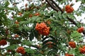 Fruits in the leafage of Sorbus aucuparia