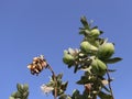 fruits and leaves of apple of sodom tree (Calotropis procera)