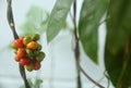 fruits and leaves of Bamboo grass, Ya Nang ( Tiliacora triandra).