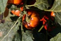 Fruits of an Ethiopian nightshade, Solanum aethiopicum