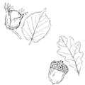 Fruits / leaves of Hazel and oak