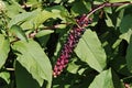 Fruits and leaves of Phytolacca