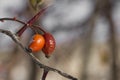 Fruits and leaves of ripe dogrose. Close-up