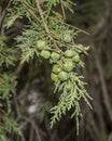 Fruits and leaves of Spanish juniper