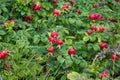 Fruits between leaves during spring Royalty Free Stock Photo