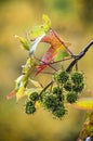 Fruits and leaves of a sweet gum tree