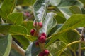 Fruits and leaves on tree branch Ficus benjamina - commonly known as weeping fig, benjamin fig or Ficus tree