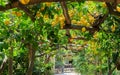 Lemon garden of Sorrento Royalty Free Stock Photo