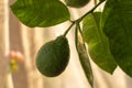 The fruits of the lemon tree are sung on the windowsill in the apartment. Green lemons. Home Gardening Concept