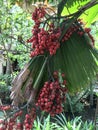 Fruits of Licuala grandis or Palas palm.